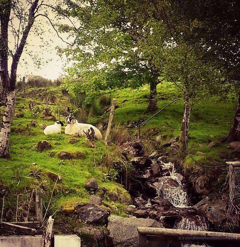Inishowen-Sheep