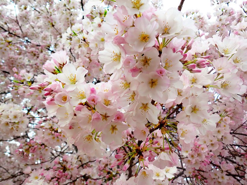 DC Cherry Blossoms