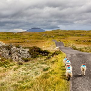 Connemara Ireland - Sheep Crossing the Road - Driving in Ireland